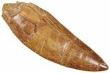 Serrated Carcharodontosaurus Tooth - Huge Dinosaur Tooth #322015-1